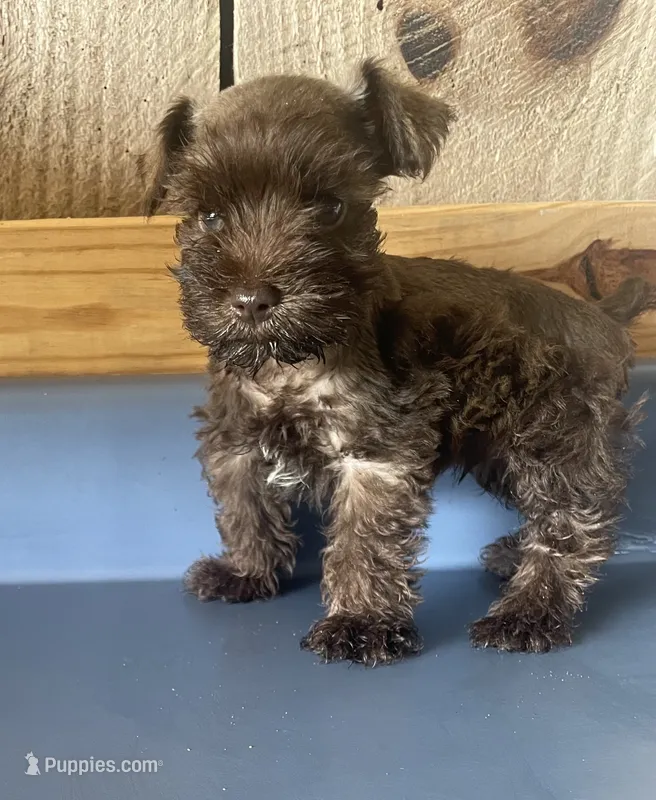 Rowdy1 – Miniature Schnauzer puppy for sale in Belden, MS