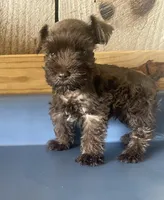 Rowdy1, a male Miniature Schnauzer for sale in Belden, MS – 1 of 2