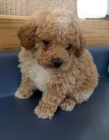 Louie1, a male Poodle - Toy  for sale in Belden, MS – 2 of 5