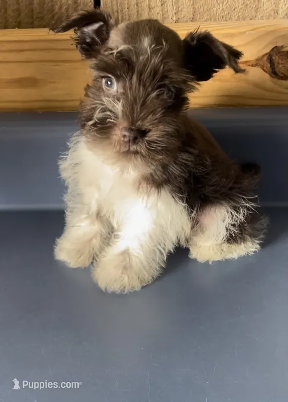 Rowdy3 – Miniature Schnauzer puppy for sale in Belden, MS