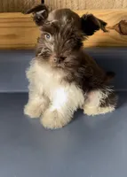 Rowdy3, a male Miniature Schnauzer for sale in Belden, MS – 1 of 3