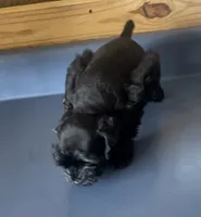Rowdy2, a male Miniature Schnauzer for sale in Belden, MS – 2 of 3