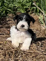 Rowdy2, a male Miniature Schnauzer for sale in Belden, MS – Photo 2 of 2