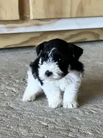 Rowdy2, a male Miniature Schnauzer for sale in Belden, MS – Photo 1 of 2