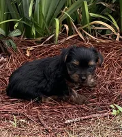 Pinto1, a male Yorkshire Terrier for sale in Belden, MS – 3 of 3
