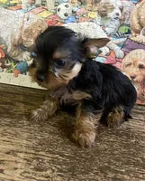Buckee1, a male Yorkshire Terrier for sale in Belden, MS – 4 of 4