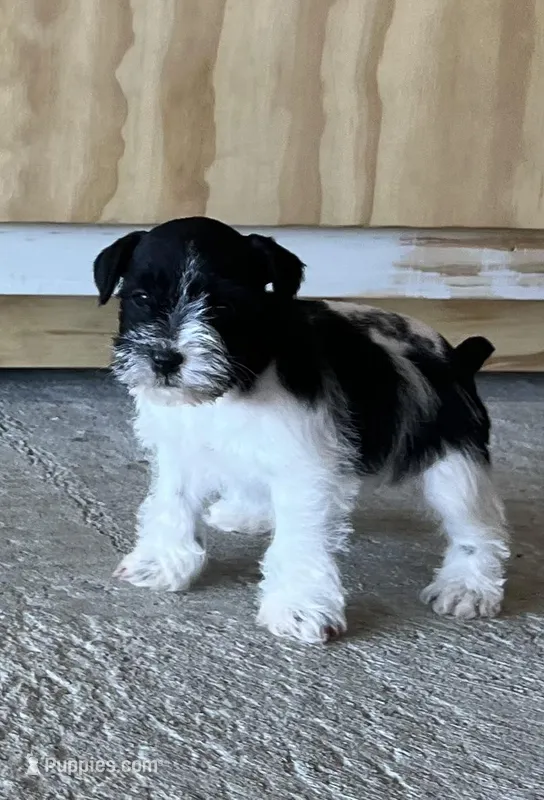 Prissy1 – Miniature Schnauzer puppy for sale in Belden, MS