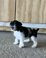 Prissy1, a female Miniature Schnauzer for sale in Belden, MS – Photo 2 of 2