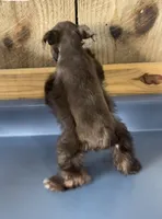 Rowdy1, a male Miniature Schnauzer for sale in Belden, MS – 3 of 3