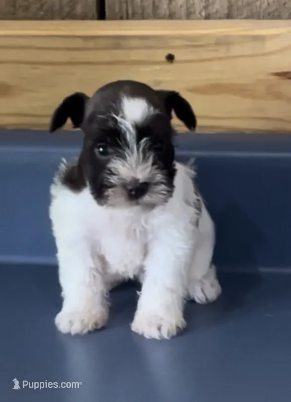 Tootsie1 – Miniature Schnauzer puppy for sale in Belden, MS
