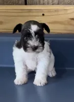 Tootsie1, a female Miniature Schnauzer for sale in Belden, MS – 1 of 2