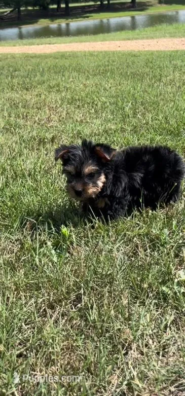 Buckee – Yorkshire Terrier puppy for sale in Belden, MS