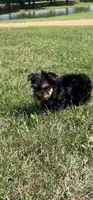 Buckee, a male Yorkshire Terrier for sale in Belden, MS – 1 of 2