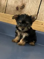 Buttercup1, a female Yorkshire Terrier for sale in Belden, MS – 2 of 3