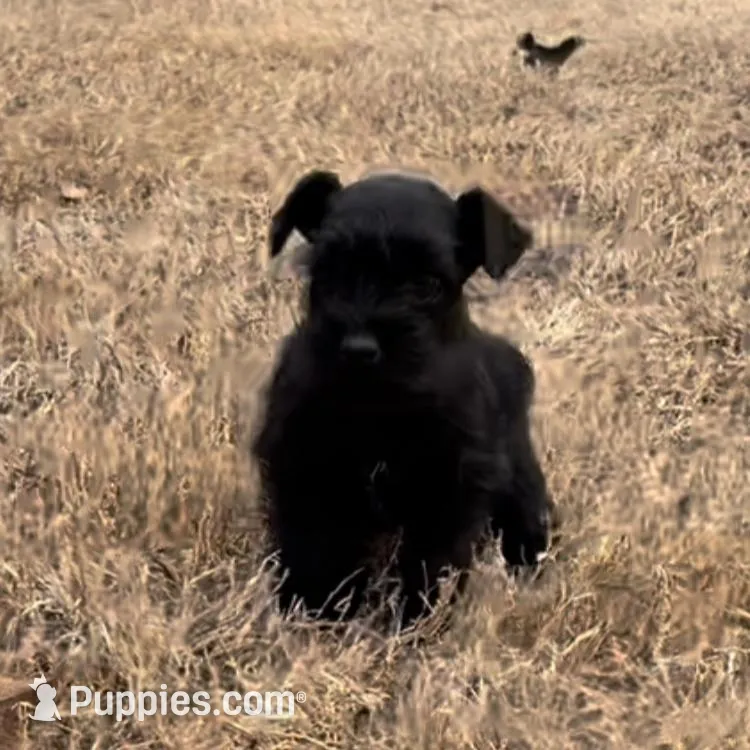 Rowdy3, a male Miniature Schnauzer for sale in Belden, MS – Photo 1 of 2