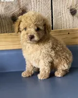 Cesear1, a male Poodle - Toy  for sale in Belden, MS – 1 of 2