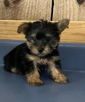Buttercup1, a female Yorkshire Terrier for sale in Belden, MS – 3 of 3