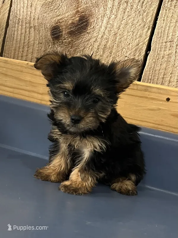 Buttercup1 – Yorkshire Terrier puppy for sale in Belden, MS