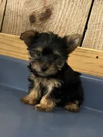 Buttercup1, a female Yorkshire Terrier for sale in Belden, MS – 1 of 3