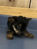 Pinto2, a male Yorkshire Terrier for sale in Belden, MS – 2 of 3