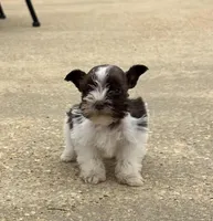 Rowdy1, a male Miniature Schnauzer for sale in Belden, MS – Photo 2 of 2