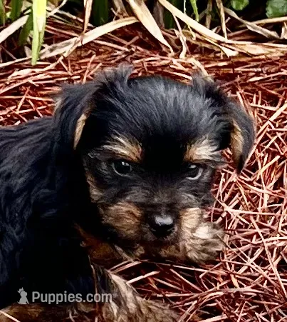 Pinto1 – Yorkshire Terrier puppy for sale in Belden, MS