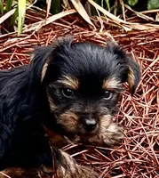 Pinto1, a male Yorkshire Terrier for sale in Belden, MS – 1 of 3