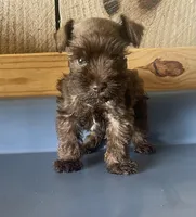 Rowdy1, a male Miniature Schnauzer for sale in Belden, MS – 2 of 2