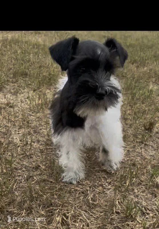 Missy1 – Miniature Schnauzer puppy for sale in Belden, MS