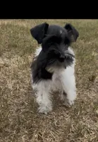 Missy1, a female Miniature Schnauzer for sale in Belden, MS – 1 of 5