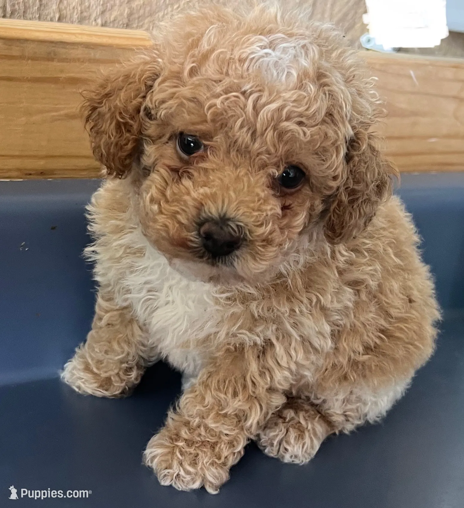 P.celso oc pup ① Louie1 – Poodle - Toy Puppy for Sale in Belden, MS | Puppies.com