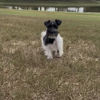 Missy1, a female Miniature Schnauzer for sale in Belden, MS – 4 of 5