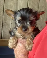 Buckee1, a male Yorkshire Terrier for sale in Belden, MS – 2 of 4