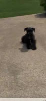 Rowdy2, a male Miniature Schnauzer for sale in Belden, MS – 3 of 5