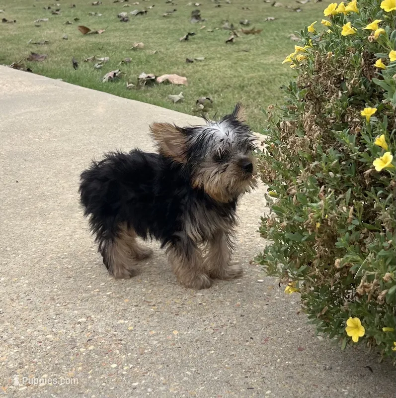 Sunshine1 – Yorkshire Terrier puppy for sale in Belden, MS