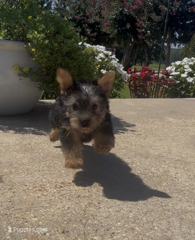 Buckee – Yorkshire Terrier puppy for sale in Belden, MS