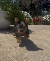 Buckee, a male Yorkshire Terrier for sale in Belden, MS – 1 of 4