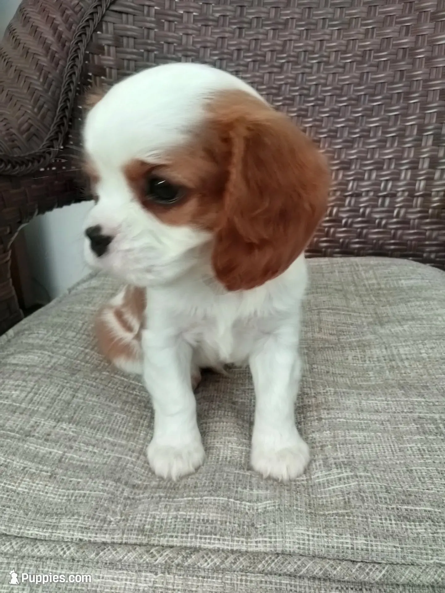 Ollie AKC Registered , a male Cavalier King Charles Spaniel for sale in Swartz Creek, MI – 1 of 4