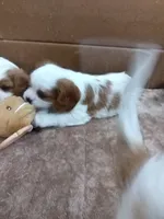 Ollie AKC Registered , a male Cavalier King Charles Spaniel for sale in Swartz Creek, MI – 4 of 4