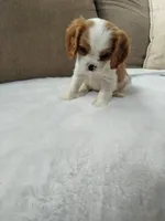 Ollie AKC Registered , a male Cavalier King Charles Spaniel for sale in Swartz Creek, MI – 3 of 4