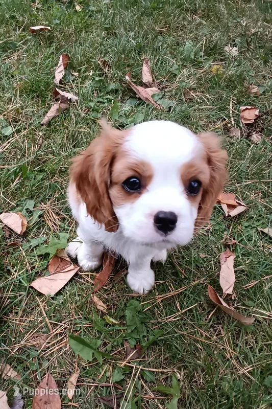 Reggie AKC Registered – Cavalier King Charles Spaniel puppy for sale in Swartz Creek, MI