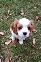 Reggie AKC Registered, a male Cavalier King Charles Spaniel for sale in Swartz Creek, MI – 1 of 5
