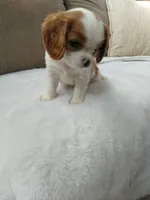 Ollie AKC Registered , a male Cavalier King Charles Spaniel for sale in Swartz Creek, MI – 2 of 4