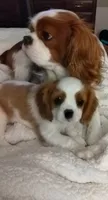 Reggie AKC Registered, a male Cavalier King Charles Spaniel for sale in Swartz Creek, MI – 2 of 5