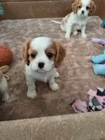 Reggie AKC Registered, a male Cavalier King Charles Spaniel for sale in Swartz Creek, MI – 5 of 5