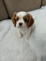 Reggie AKC Registered, a male Cavalier King Charles Spaniel for sale in Swartz Creek, MI – 4 of 5
