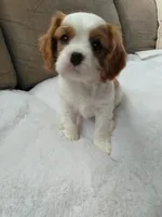 Reggie AKC Registered, a male Cavalier King Charles Spaniel for sale in Swartz Creek, MI – 3 of 5