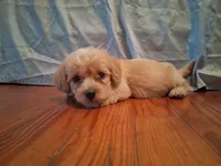 Benjy, a male Shihpoo for sale in Stantonsburg, NC – 4 of 7
