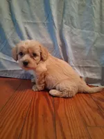 Benjy, a male Shihpoo for sale in Stantonsburg, NC – 7 of 7