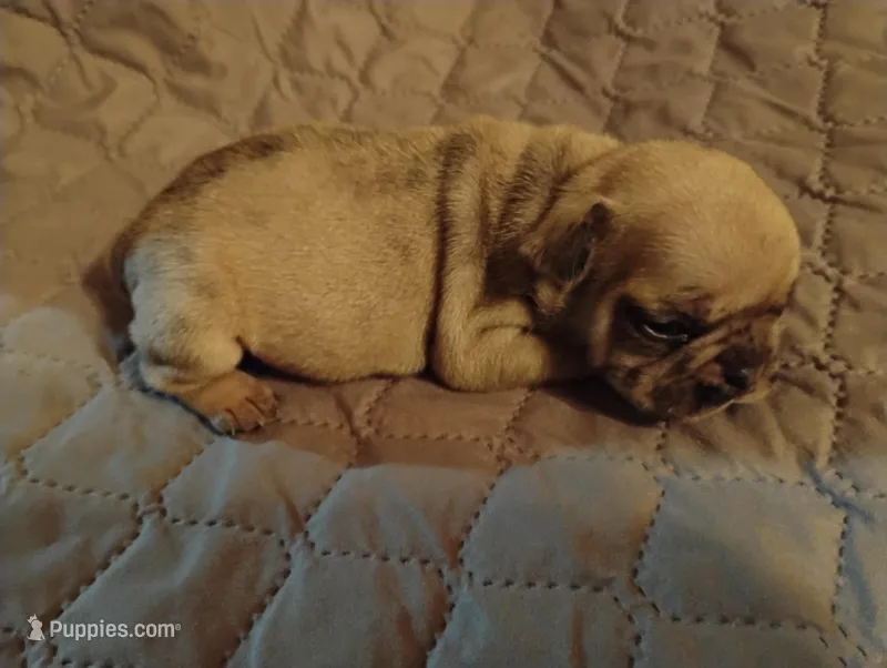 Ghost – French Bulldog puppy for sale in Stantonsburg, NC